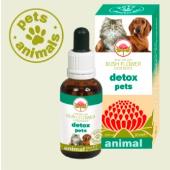 Detox pets