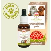 Transition pets