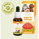 Vigor & Energy