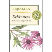 Echinacea