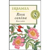 Rosa canina