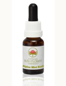 Alpine Mint Bush