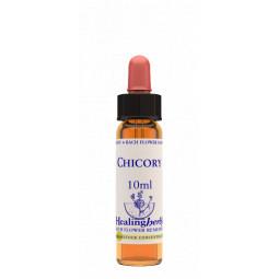 Chicory