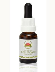 Dog Rose of the Wild Forces