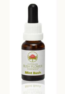 Mint Bush