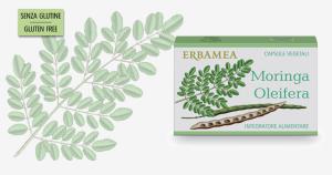 Moringa Oleifera