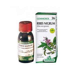 Ribes nero