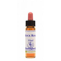 Rock Rose